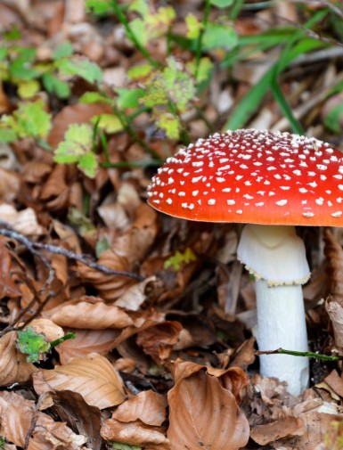 Fly Agaric Mushrooms